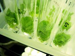 Maybe you would like to learn more about one of these? Micropropagation From Laboratory To Market Financial Tribune