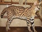 Savannah Kittens For Sale & Cats ... - Cat Adoption Near Me