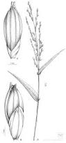 Image result for Acroceras zizanioides
