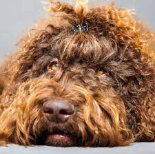 14 Curly Haired Dogs That Ll Have The Same Do As You Dogs Curly Coated Retriever Giant Breeds