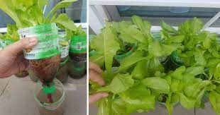 Apakah tanaman yang kita nak tanam? Cara Tanam Sayur Dalam Bekas Meneral Water Paling Senang Dan Jimat My Info Berita