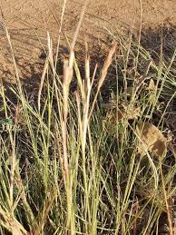 Image result for Heteropogon melanocarpus