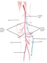 A signaling cascade involving sonic hedgehog (shh), vascular endothelial growth factor (vegf), the vegf receptor 2 (vegfr2), homeobox proteins foxc1 and foxc2, the. Femoral Artery Vein Nerve Anatomy