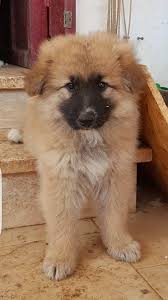 Check spelling or type a new query. Tiernothilfe Schweiz Willkommen