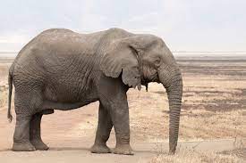 Cartea asta nu e pentru tine. Elefantul African Un Mamifer UriaÈ™ È™i Greoi DeÈ™tepÈ›i Ro