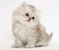 Our persian and himalayan kittens are available after they are 8 week old with their first shots and health guaranteed. High Desert Persians Persian Cat Kitten Cat Breeds Persian Cat
