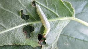 Image result for Archips rosanus