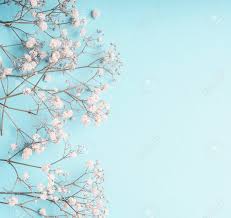 Find & download free graphic resources for flower background. Light Blue Floral Background With White Gypsophila Flowers And Stock Photo Picture And Royalty Free Image Image 109234397