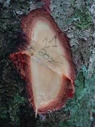 Image result for Pseudospondias microcarpa
