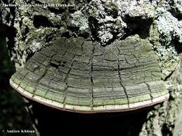 Image result for Phellinus igniarius