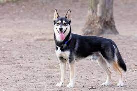 See new arrivals for more! German Shepherd Husky Mix Facts Temperament And Care Guide Petventuresbook