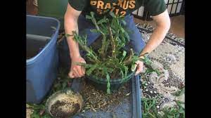 To prune your christmas cactus, wait until after it's bloomed, when it's putting out new leaves, which is when it grows best. Crazy Technique For Best Growth And Shape Youtube