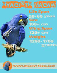 Hyacinth Macaw Lifespan Weight And Size - Macaw Facts Macaw Macaw Parrot Parrot Facts