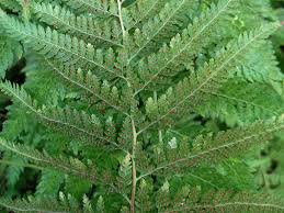 Image result for Microlepia