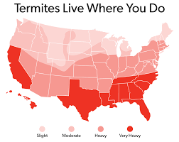 Termites are known as silent destroyers because of their ability to chew through wood, flooring and even wallpaper undetected. Termite Extermination Bug Control Austin Tx The Bug Master