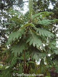 Image result for Bocconia arborea