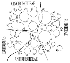Image result for Empogona cacondensis