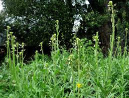 Image result for Turritis glabra