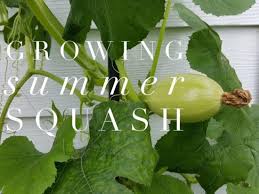 Another great thing about growing zucchini on a trellis is that it won't overtake your other plants or vegetables! How To Grow Summer Squash