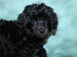These havapoo puppies are a designer mixed breed. Havapoo Dog Male Black Brindle 2604917 Petland Dalton