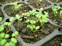 How To Grow Creeping Thyme Complete Guide Creeping Thyme Herb Seedlings Growing Thyme