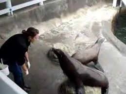 Ocean world in the crescent city has been in existence since 1964 as a tourist attractions site where you interact with ocean creatures from the pacific ocean. Sea Lions Show At Ocean World Crescent City California Youtube