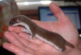 We did not find results for: Biografi Tentang Musang Tikus Cara Merawat Belaian Rumah Perbedaan Antara Weasel Dan Ermine