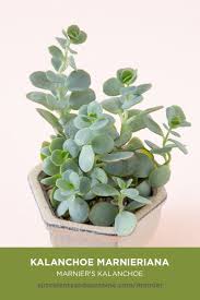 Maybe you would like to learn more about one of these? Kalanchoe Marnieriana Marnier S Kalanchoe Succulents And Sunshine Container Garden Succulents Container Herb Garden Kalanchoe Succulents
