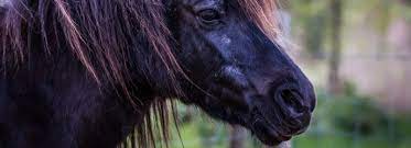 How Can I Get My Stubborn Cushing S Horse To Take Medication