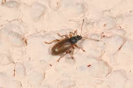 Es kommt häufig vor, dass sich kleine käferarten im haus und in der wohnung ansiedeln. Braune Kleine Kaefer Im Haus