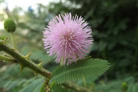 Image result for Mimosa pigra