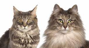 Related read: 60 norwegian forest cat colors & patterns in any case, they have become a popular and treasured house pet, due to their affectionate yet independent nature and expert skills in ratting. Maine Coon Vs Norwegian Forest Cat Know The Differences