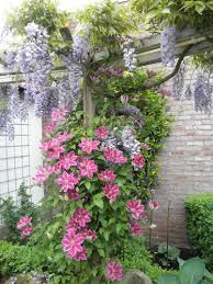 Check spelling or type a new query. Clematis Dr Ruppel Climbing Flowers Clematis Beautiful Gardens