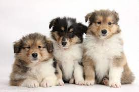 Fluffy Rough Collie Pups Rough Collie Collie Puppies Kittens And Puppies