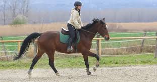 4 Ways To Stop Bouncing When Cantering – Horse Serious