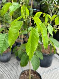 Image result for Tabebuia heterophylla