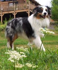 Check spelling or type a new query. New Spirit 4 Aussie Rescue Northeast Home Facebook
