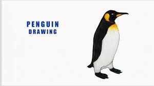 How To Draw A Penguin Easy Step By Step Tutorial Youtube These easy painted rock crafts are perfect to create with the kids. how to draw a penguin easy step by step tutorial