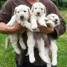 Image result for Komondor