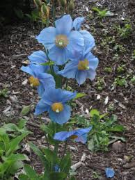 Meconopsis is a genus of flowering plants in the family papaveraceae. North Coast Gardening Himalayan Blue Poppies Offered For Sale Saturday Times Standard