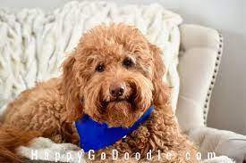 What is a teddybear goldendoodle? The Red Goldendoodle 7 Things You May Not Know About Em Happy Go Doodle