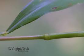 Image result for Microstegium