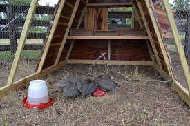 They will pick on your chicken and steal their food. Pin On Guinea Fowl