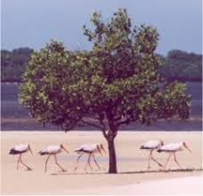 Image result for Sonneratiaceae