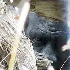 Bigfoot show is very interesting