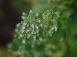 Image result for Blumea axillaris