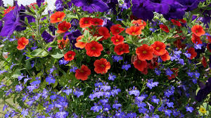 Image result for foto Lobelka