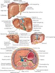 The location of the abdominal pain can give first responders a clue to the underlying problem. Evaluating The Patient With Right Upper Quadrant Abdominal Pain Emergency Medicine Clinics
