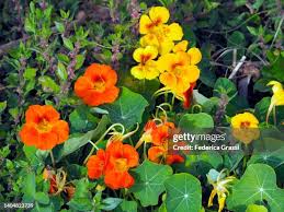 Image result for Tropaeolaceae