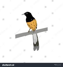 520 gambar burung hantu versi kartun hd paling unik gambar burung. Murai Vector